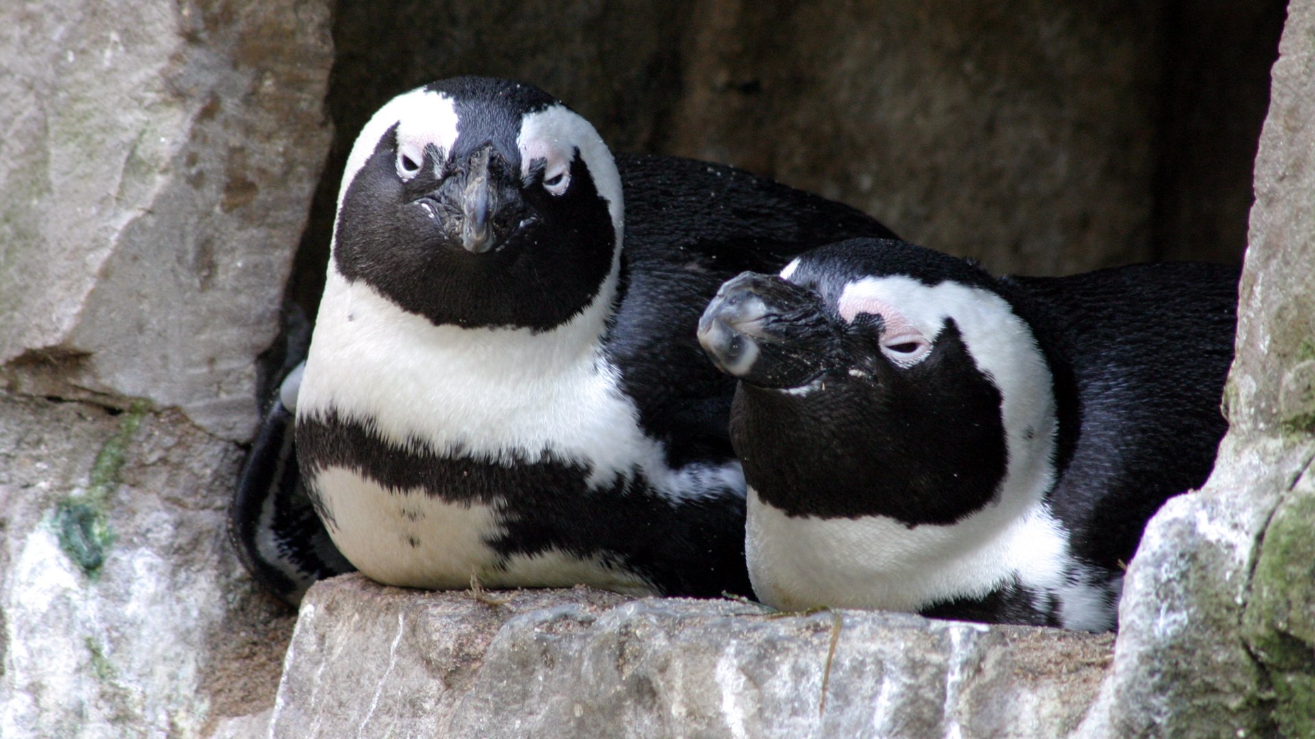 ik ontbijt Bek Virus Natuurbehoudproject Afrikaanse pinguïn -