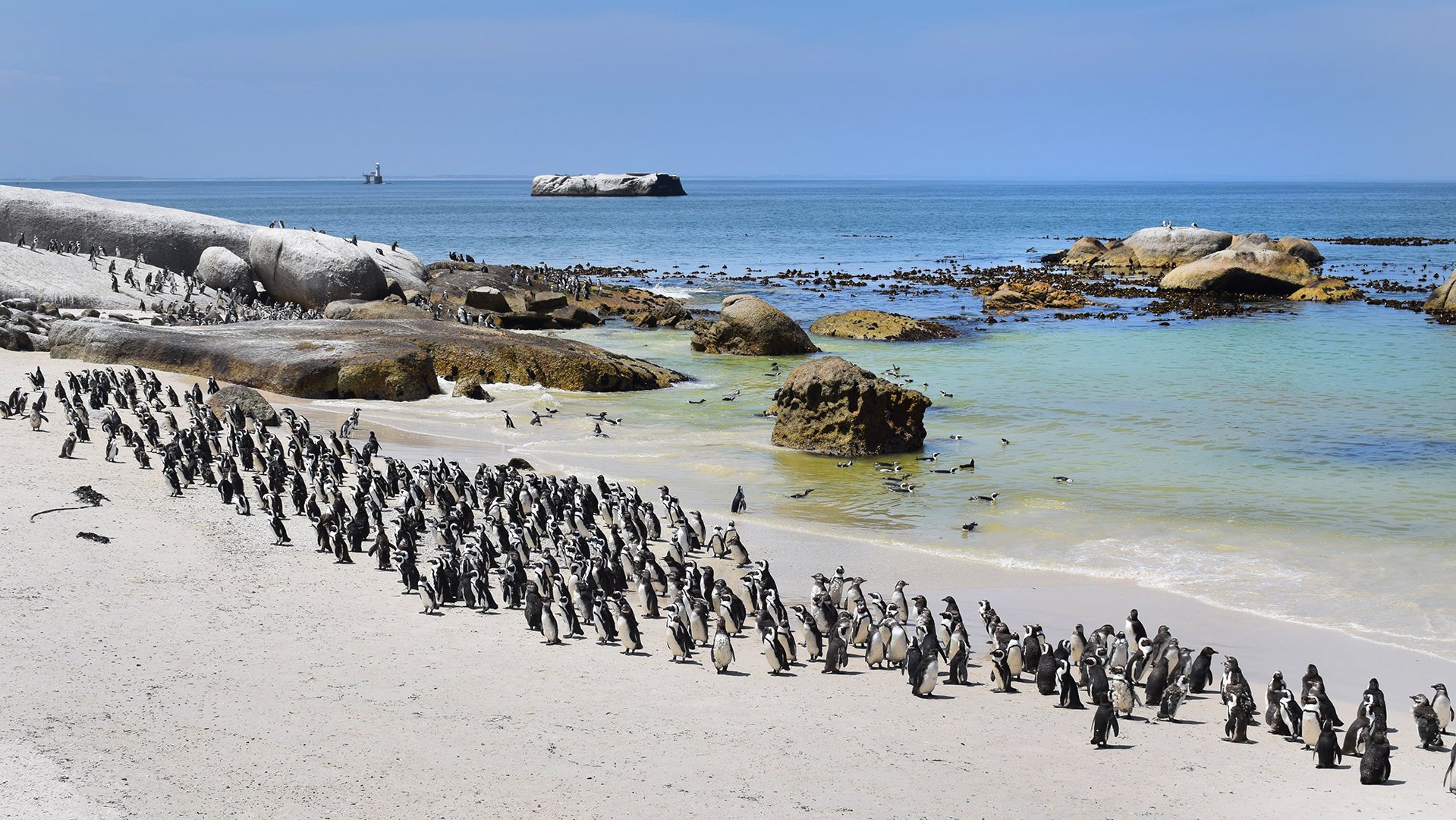 Glans Krijgsgevangene uitstulping De Afrikaanse pinguïn: terug naar zijn kolonie -