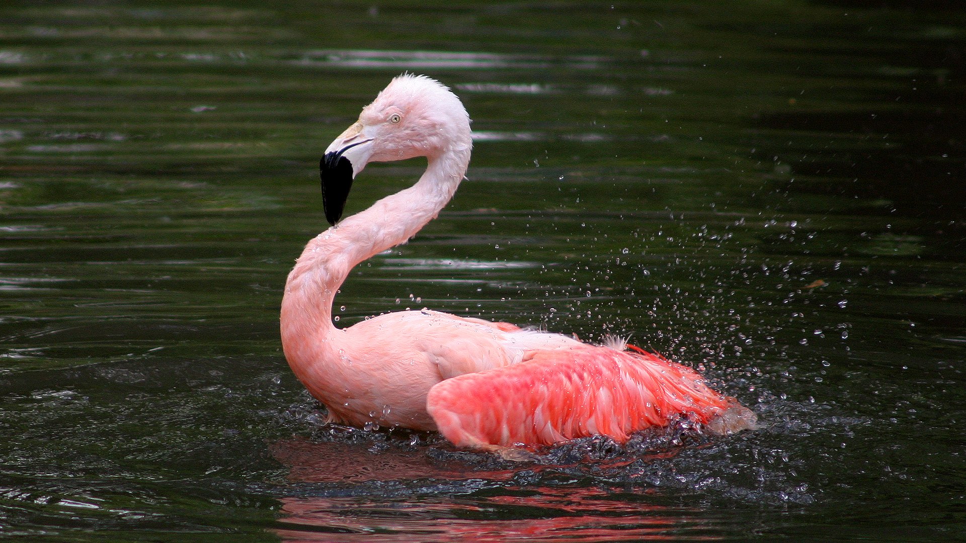 Злой Фламинго